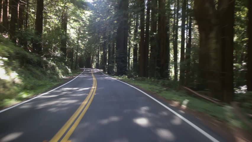 Driving along a road through an Oregon forest