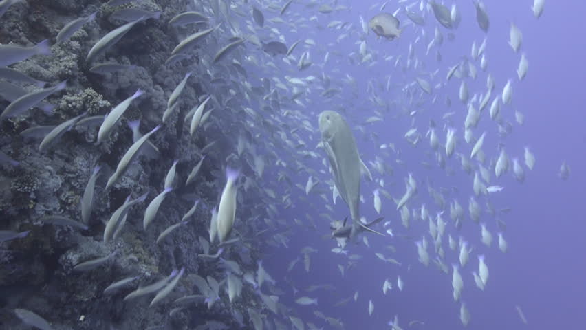 Large school/shoal of Long-nose parrot fish. This species of fish only gathers in these numbers for one to two weeks during the breeding season. Good footage to depict an abundant marine ecosystem.;