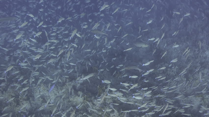Large school/shoal of Long-nose parrot fish. This species of fish only gathers in these numbers for one to two weeks during the breeding season. Good footage to depict an abundant marine ecosystem.;