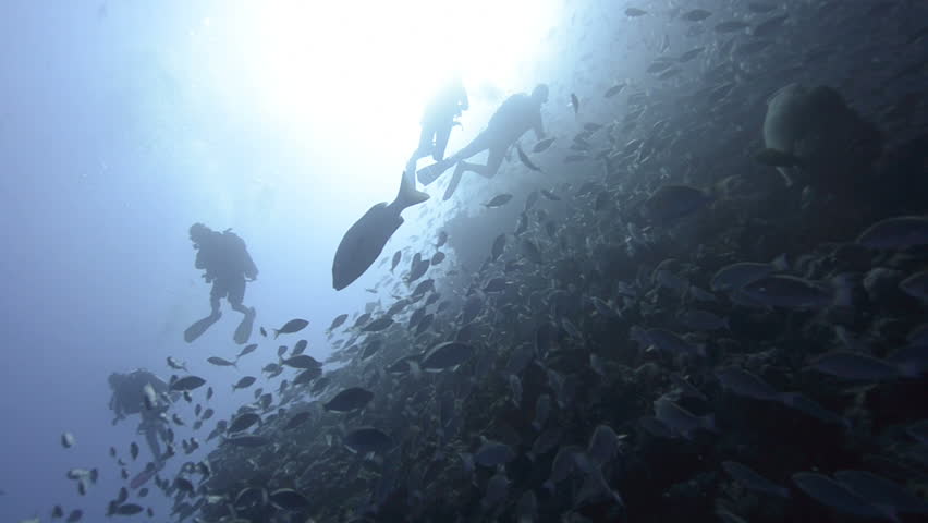 Large school/shoal of Long-nose parrot fish. This species of fish only gathers in these numbers for one to two weeks during the breeding season. Good footage to depict an abundant marine ecosystem.;