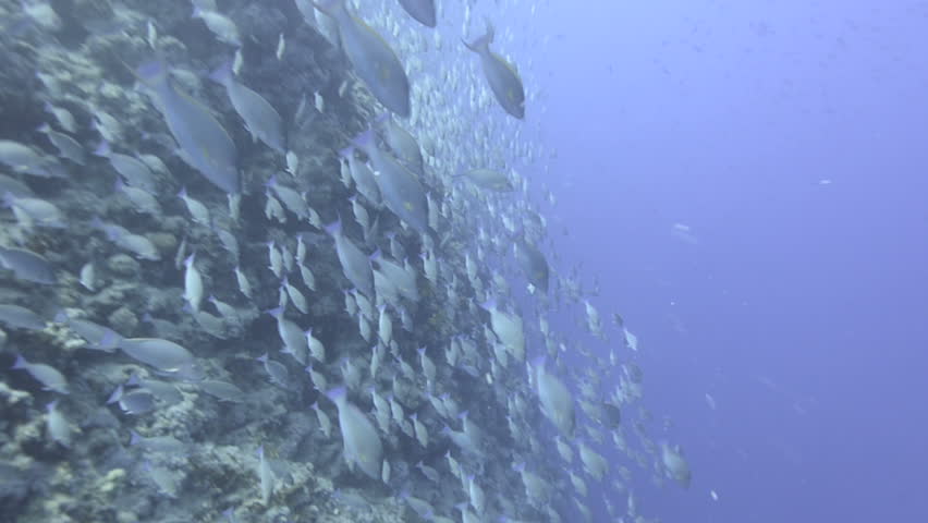 Large school/shoal of Long-nose parrot fish. This species of fish only gathers in these numbers for one to two weeks during the breeding season. Good footage to depict an abundant marine ecosystem.;