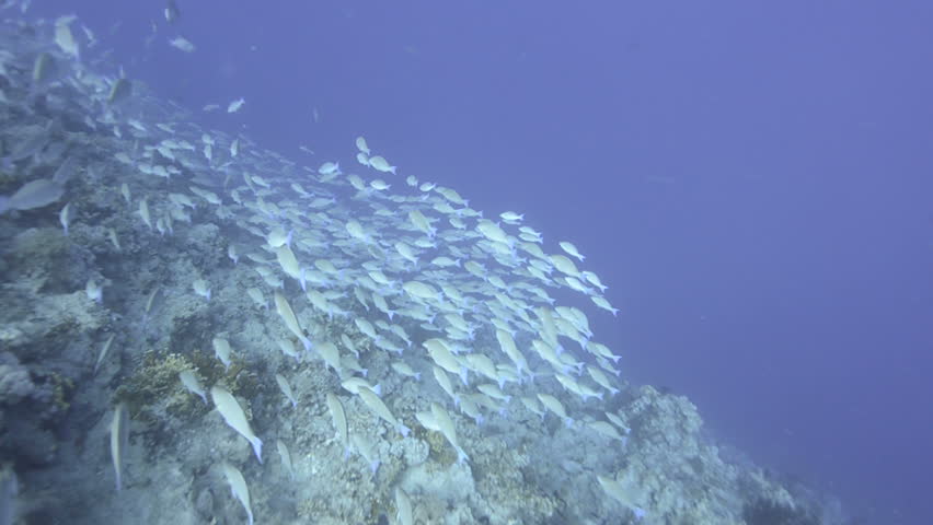 Large school/shoal of Long-nose parrot fish. This species of fish only gathers in these numbers for one to two weeks during the breeding season. Good footage to depict an abundant marine ecosystem.;