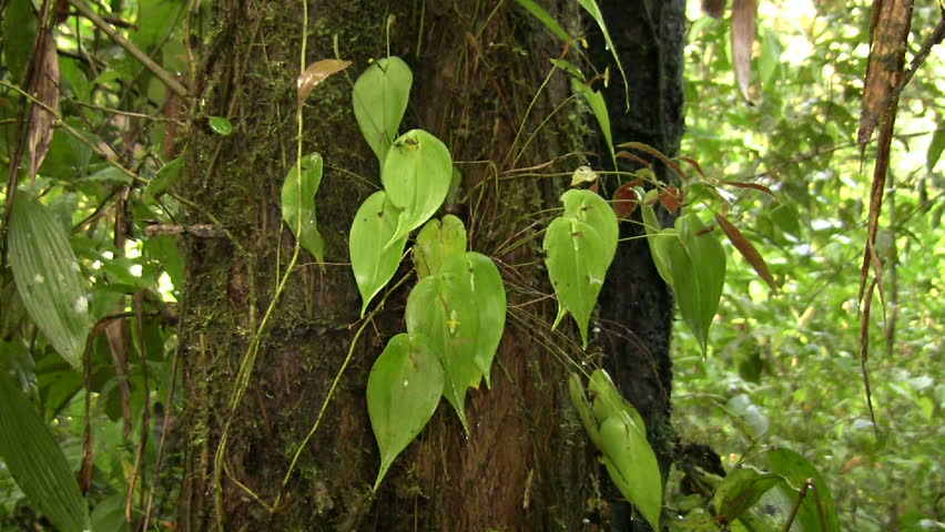 Minature Orchid (Pleurothallis sp.)
