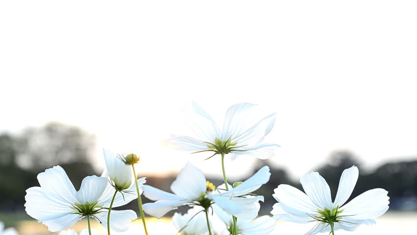 White Flowers against the setting sun.