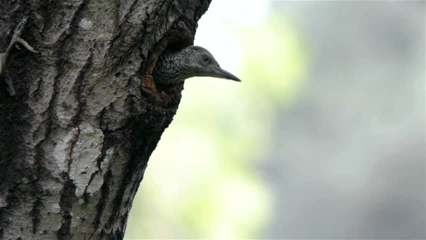 Green woodpecker feeding chick at nest