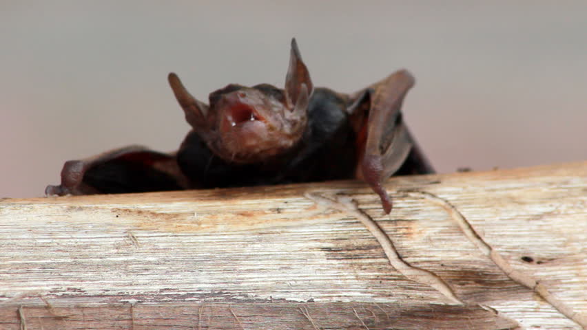 wet Fruit Bat "Roars"!