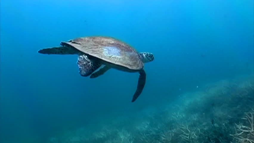 Hawks bill Sea turtle swimming among the corals