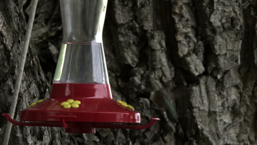 A hummingbird drinking from a bird feeder.