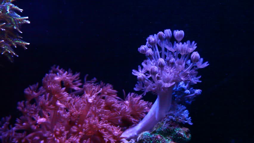 Sea anemone and lion fish in aquarium tank