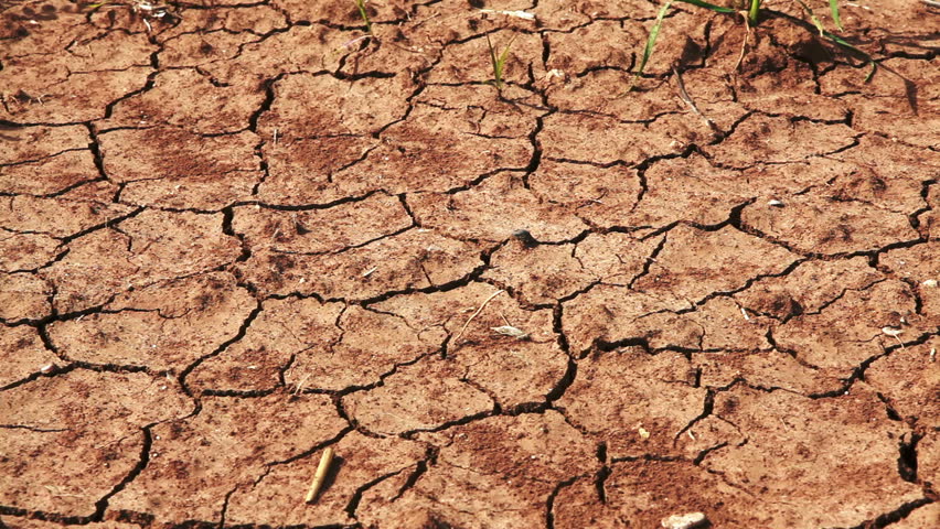 Close up dolly across dry, cracked, barren desert soil to a row of cultivated, green and healthy bean plants in Israel.