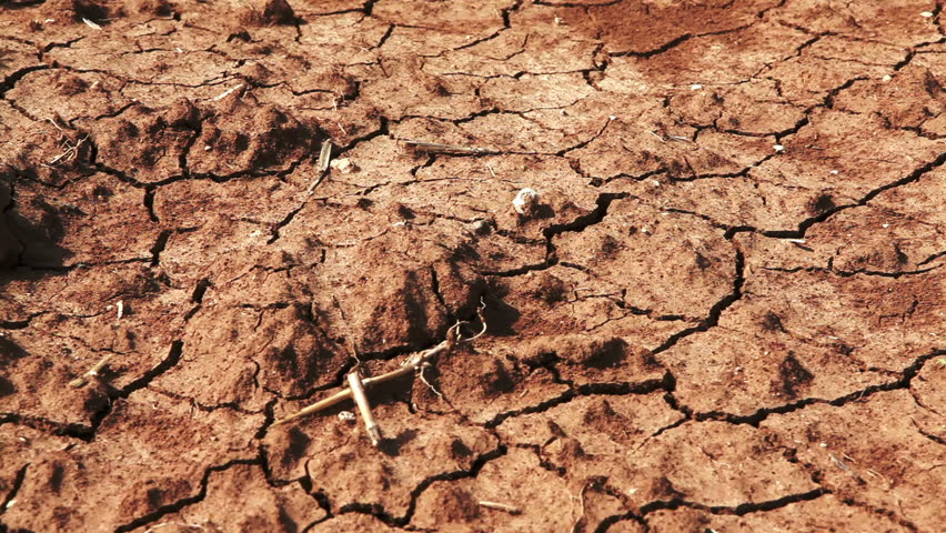Close up dolly across dry, cracked, barren desert soil to a row of cultivated, healthy green bean plants in Israel.