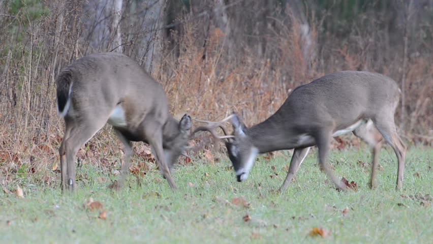Two white-tailed deer bucks fight and spar in an open meadow as part of rut behavior