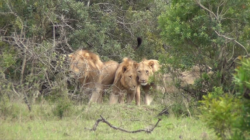 Three affectionate male lions