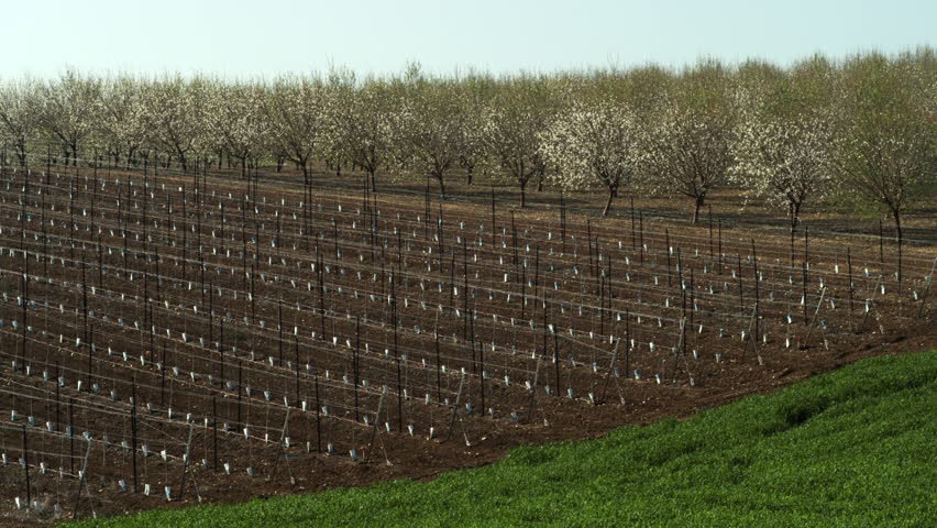 A sapling orchard, and an Almond orchard bursting with pink and peal blossoms.  There is is also a lush green field in the foreground,  in the Mount Tabor region of Israel. 02/23/2011 