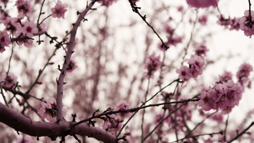 Dolly along a branch with pink and pearl blossoms in an orchard in Israel.  The shot is from under the branch looking up with the overcast white sky in the background.  02/25/2011
