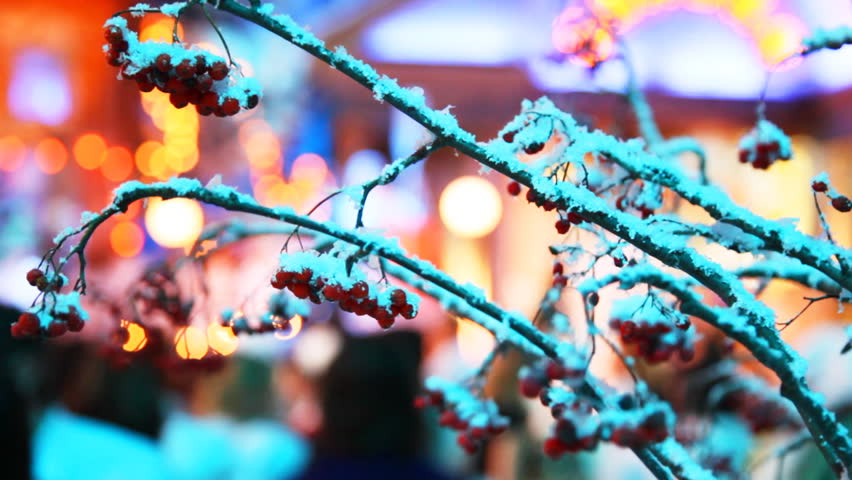 twigs mountain ash sprinkled snow and festive colored lights of street behind them
