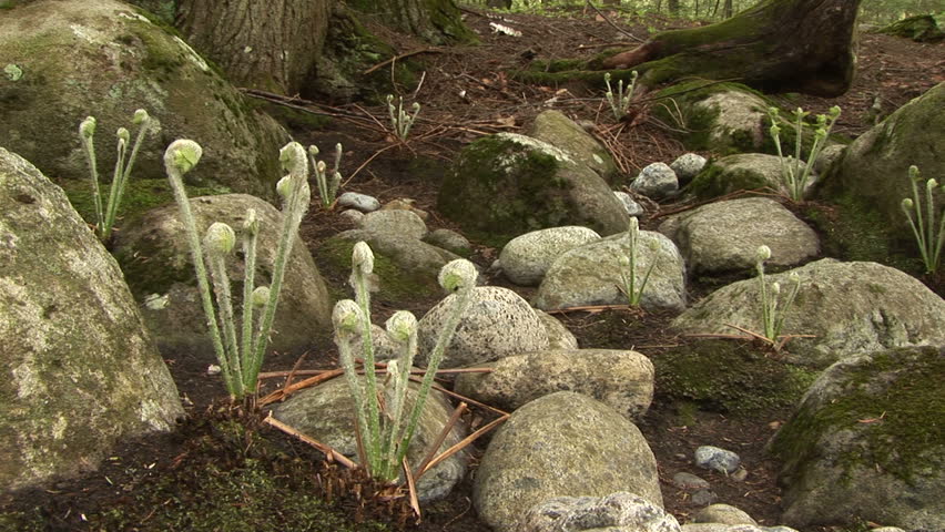 Fiddleheads sprouting by rocks on forest floor