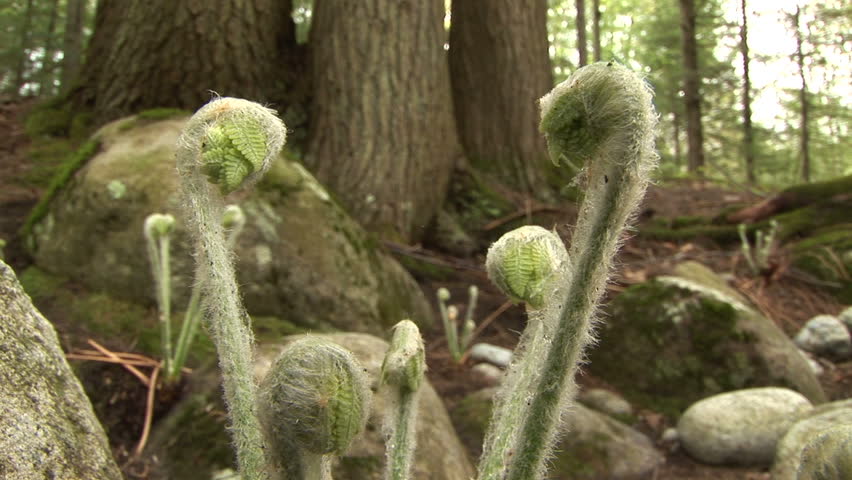 CU Fiddleheads sprouting by rocks on forest floor