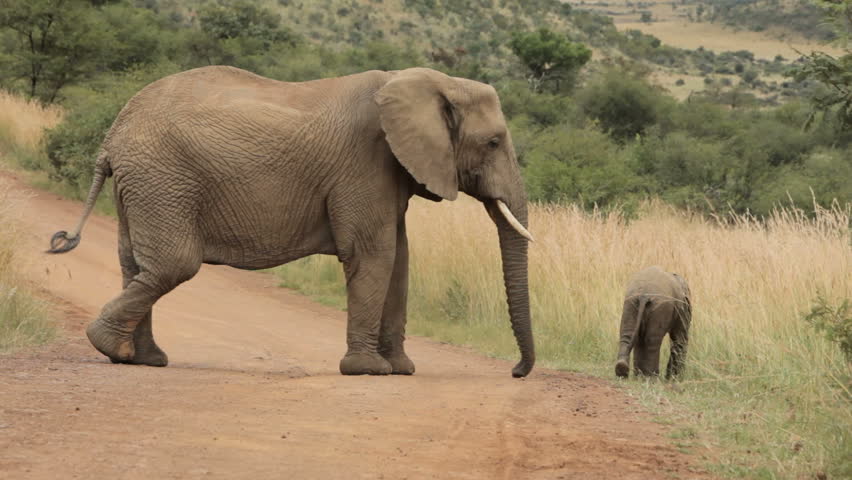 Elephant in the South African Plains.