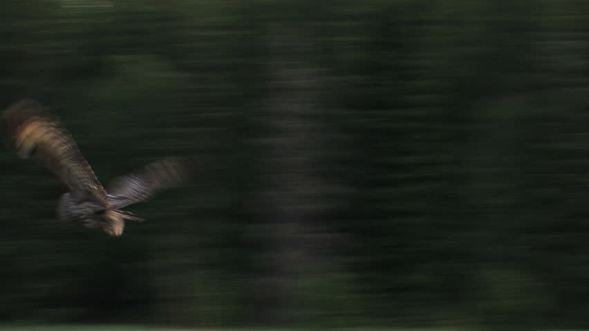 Great Grey Owl