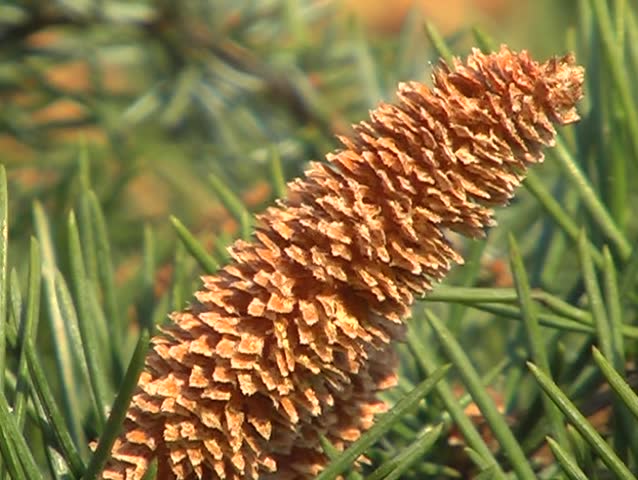 conifer