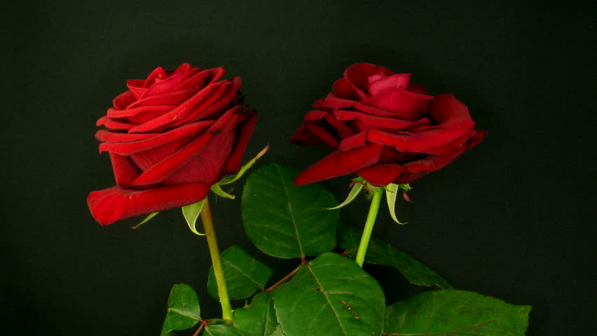 Time-lapse of two dying red roses 