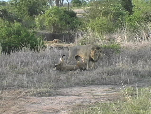 Male lion trying to mate with female but she is not interested