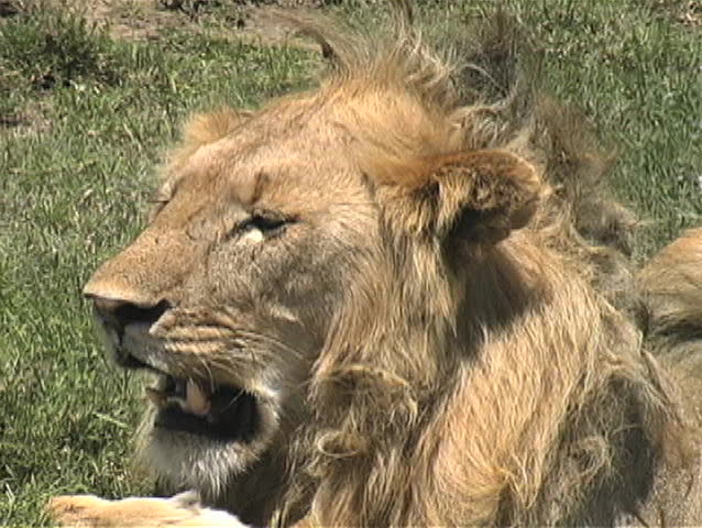 Lion resting in the heat of the day on the Serengeti National Park plains Tanzania Africa