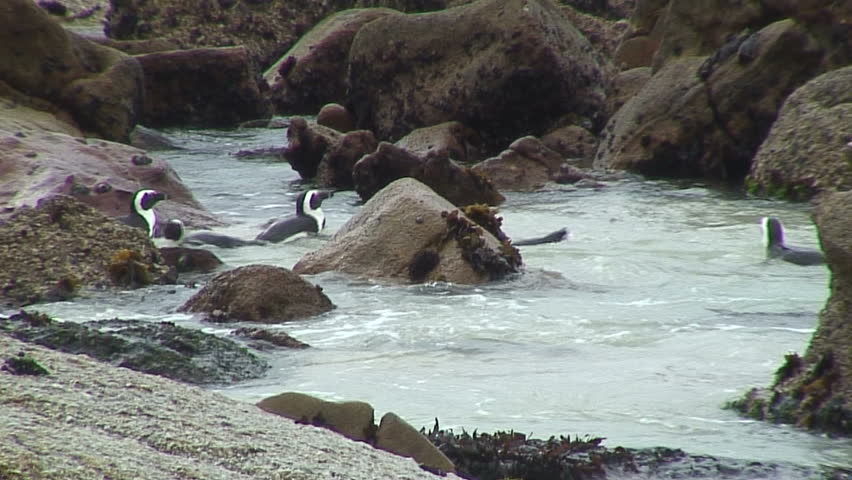 Penguins Searching for Fish, Cape of Good Hope