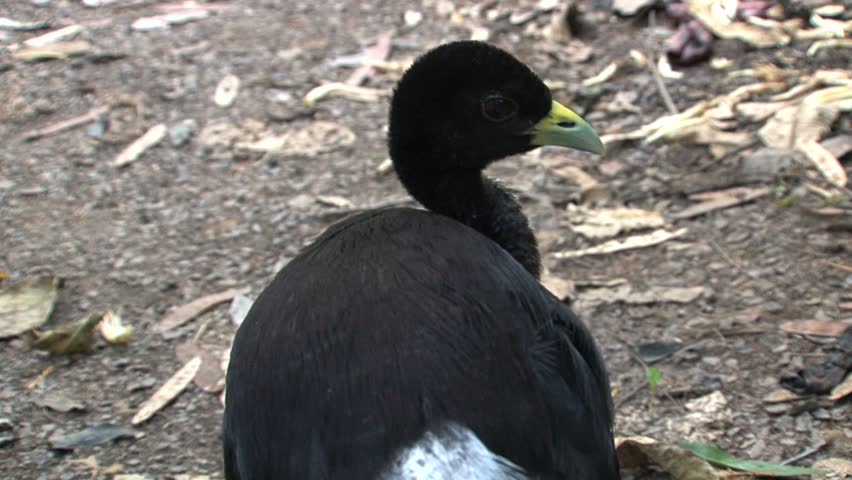 Black bird in Peru