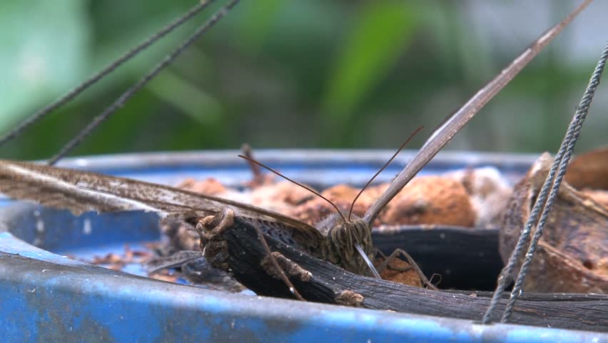 ECU of an owl butterfly