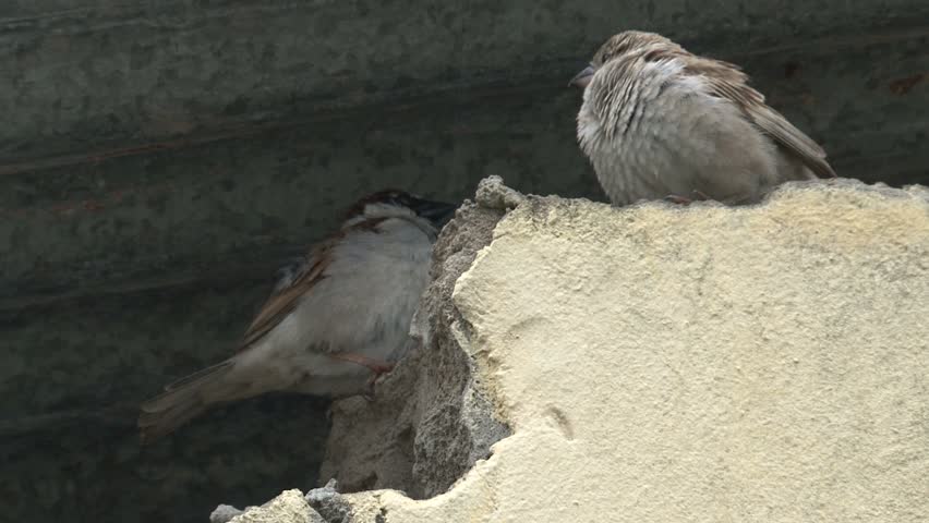 Two puffy birds endure a light rain