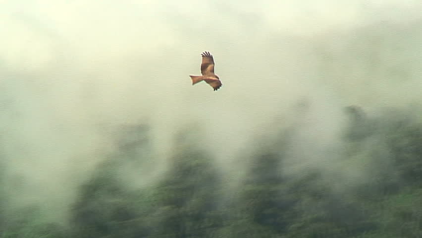 African Hawk Close to a Kill