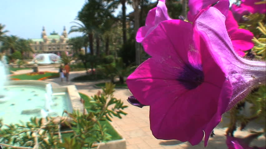 A Flower and Monte Carlo