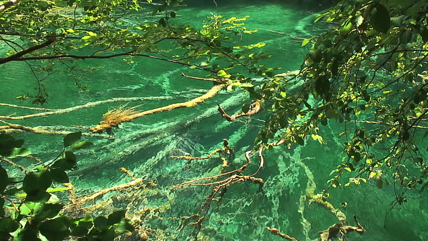 Dead Tree in Clear Turquoise Lake