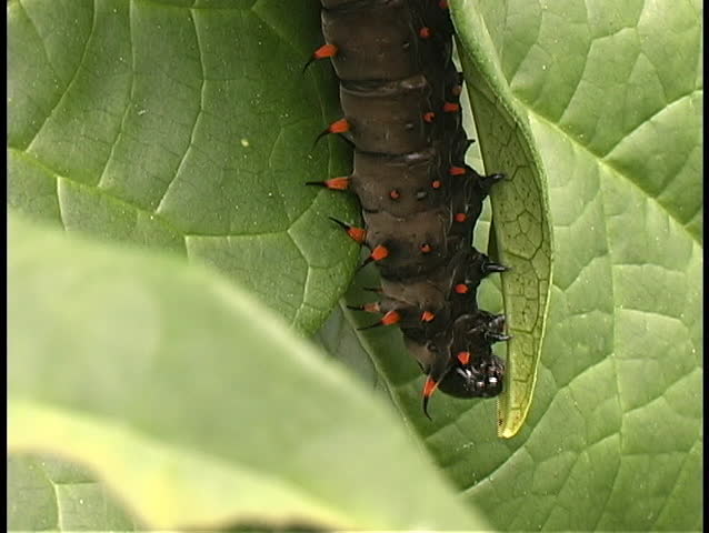 Caterpillar eats leaf
