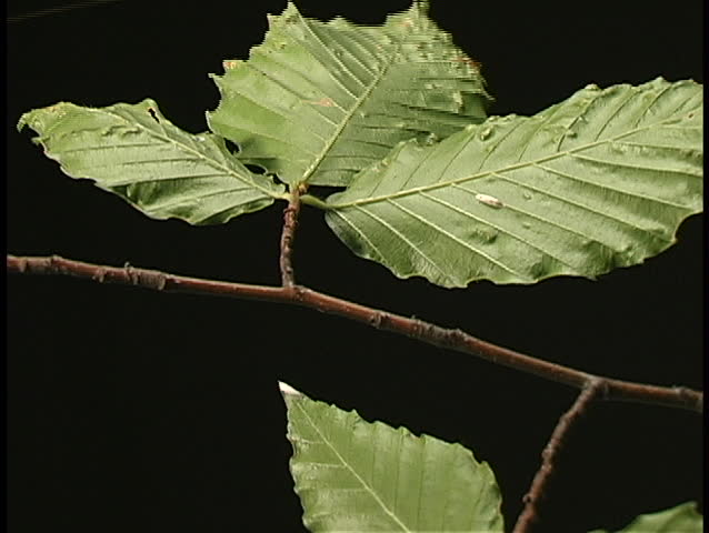 Walking stick