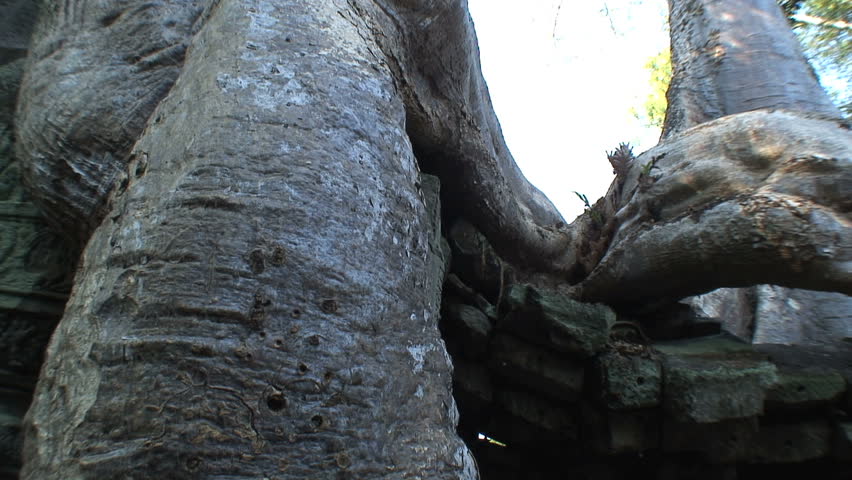 Silk cotton tree draping over Ta Prohm Temple
