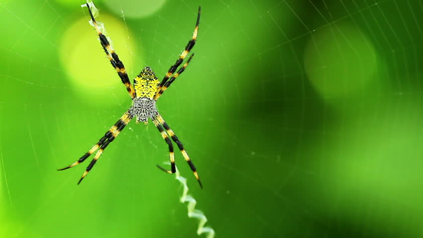 Macro View of Black and Yellow Garden Spider
