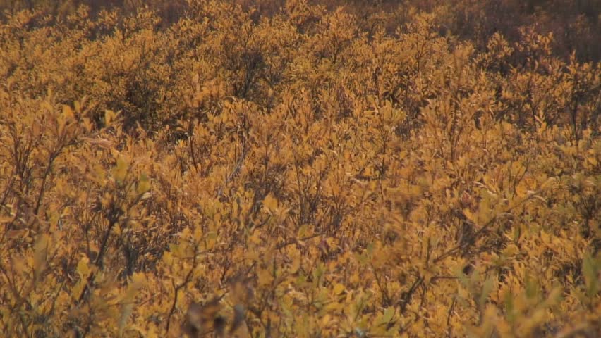 Rustling Leaves In Wide, Sloping Expanse