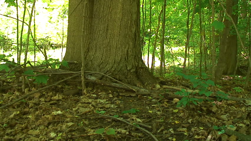 Pan up of a large tree in the wilderness.