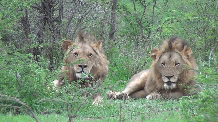 2 male lions looking at camera