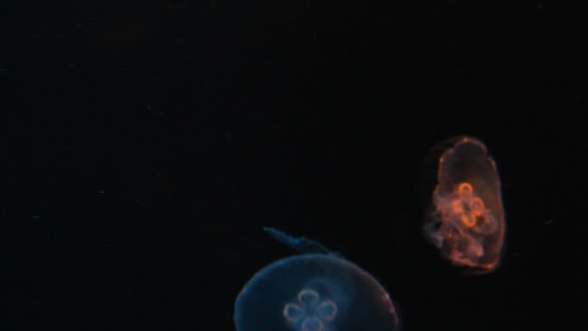 Jellyfish swimming in aquarium