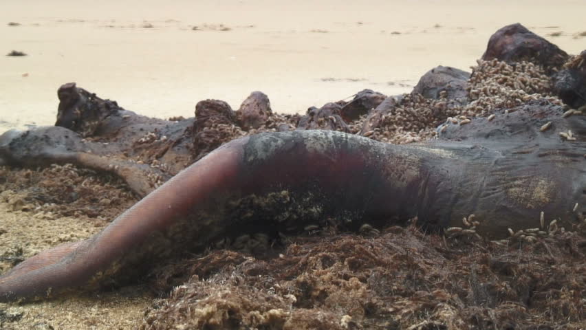 Maggots Eating Flesh, Cabo Polonio