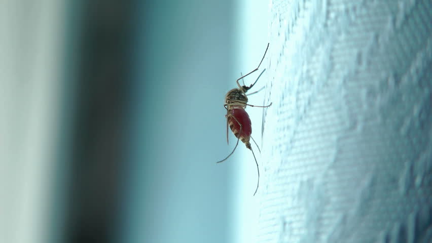 mosquito drank the blood