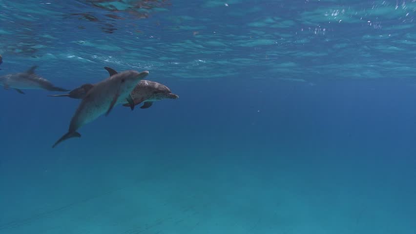 dolphins swimming