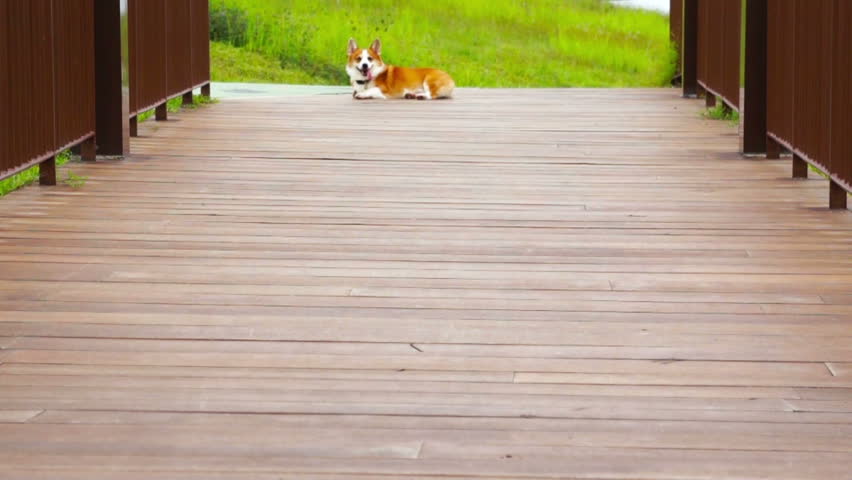 Pembroke Welsh Corgi running along a wooden bridge