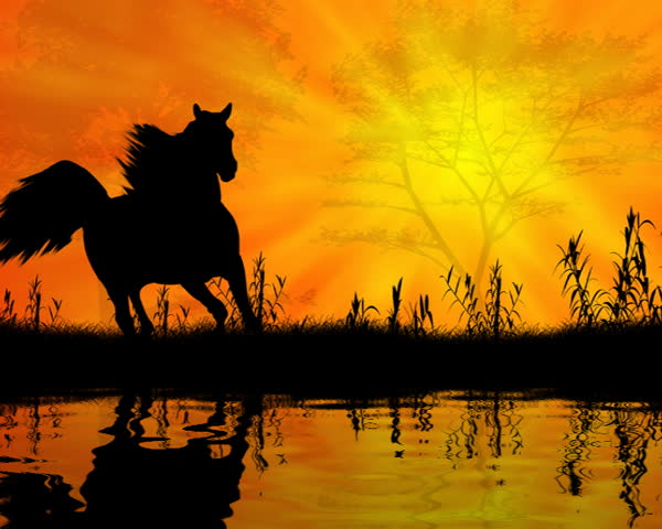 Wild horse in the sunset