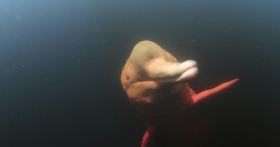 Header of Amazon River Dolphin