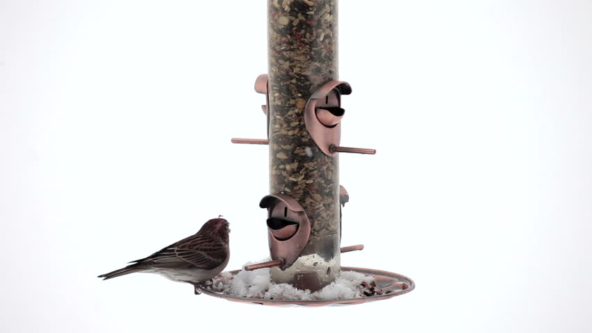 Sparrow in snow storm birds House Finch feeding on bird feeder with white snow background. Birds flying and standing on perch and eating as the feeder slowly swings. Winter scene.